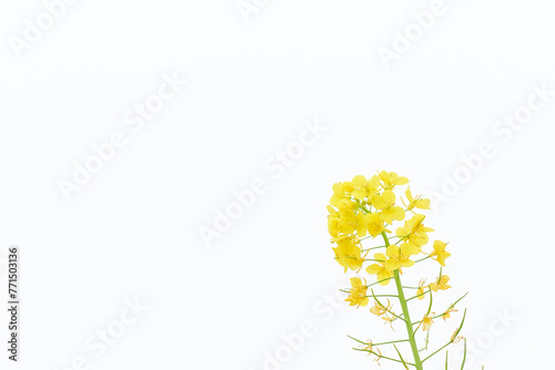 シンプルな白背景の一本の菜の花