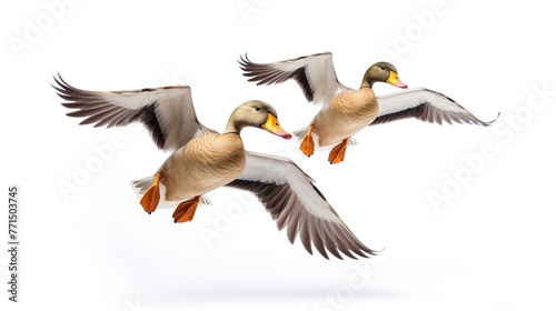 two ducks in flight