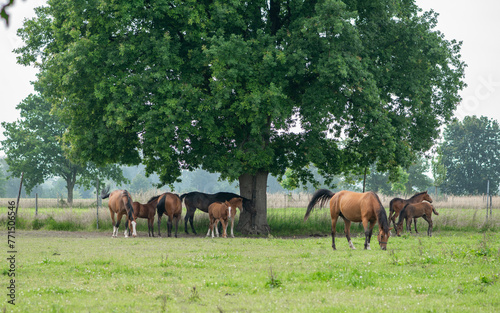 Herd of Belgian warm blood horses. Brown mares and foals under old oak tree. Eating grass.