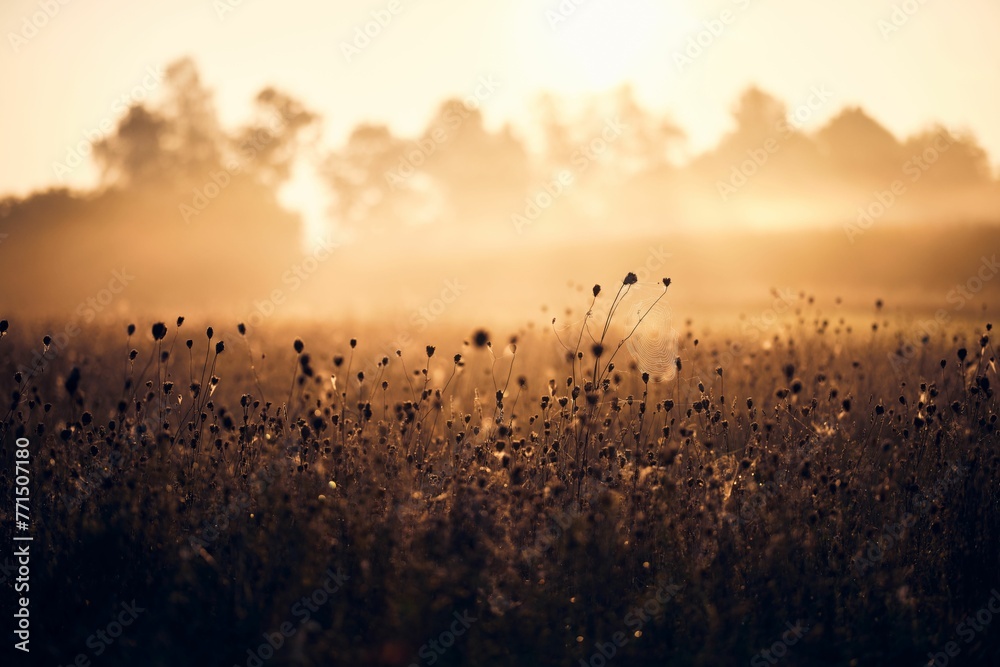 Stunning sunset is framed by a foggy backdrop and a field of tall, swaying grass Stunning sunset is framed by a foggy backdrop and a field of tall, swaying grass