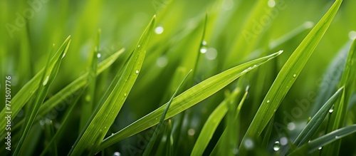 A closeup view of a vibrant green field of grass glistening with water droplets, highlighting the moisture on the leaves of the terrestrial plants