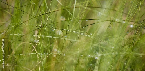 a blurry image of grass with water droplets on it © Wirestock