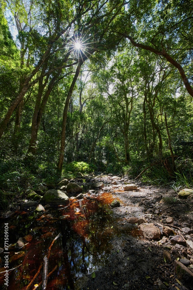 Vertical shot of Deep forest of the grootvadersbosch nature reserve in South Africa near Swellendam Vertical shot of Deep forest of the grootvadersbosch nature reserve in South Africa near Swellendam