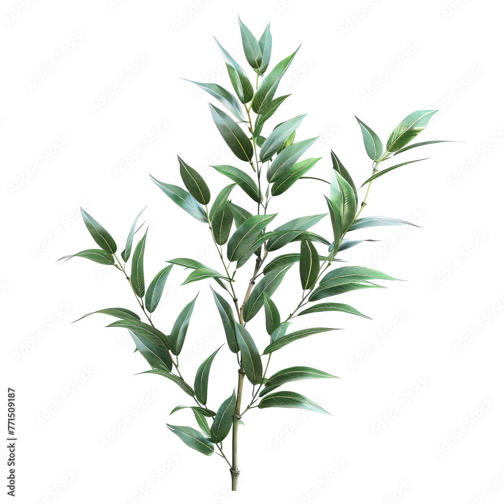 Obraz premium bamboo branch with leaves