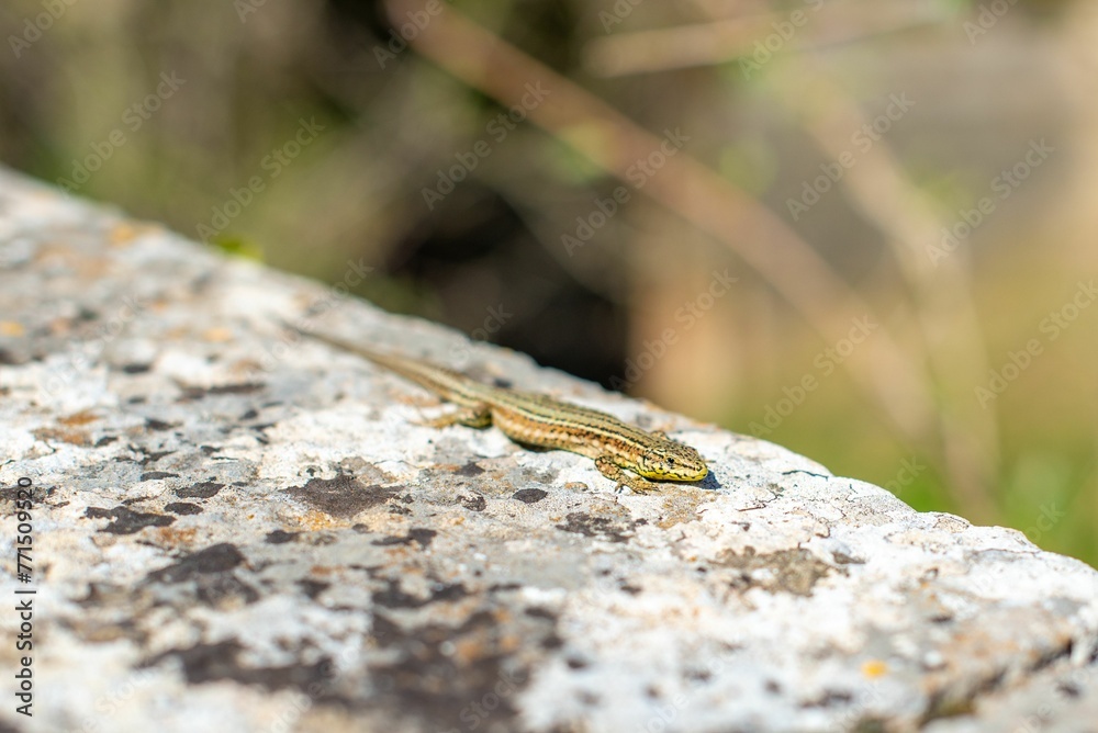Green lizard on a sun-kissed rock in an urban artificial garden Green lizard on a sun-kissed rock in an urban artificial garden