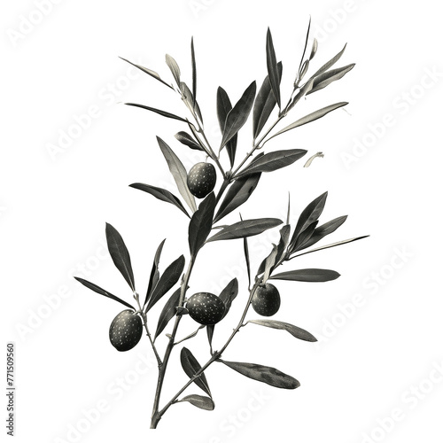 Olive Branch sketch Drawing, Vintage Sketch Art Neutral, black and white only