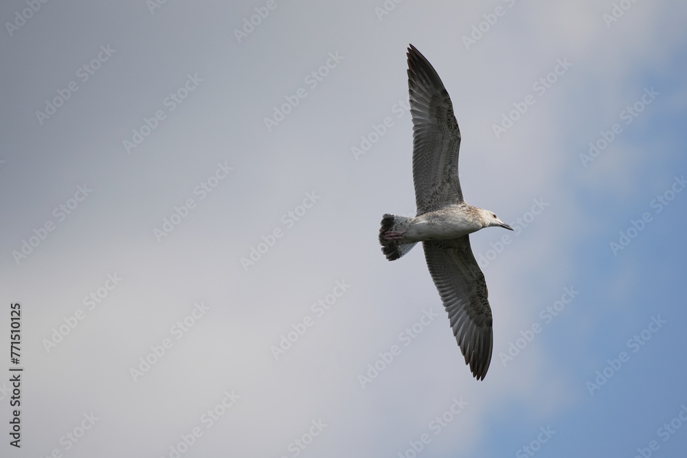 Obraz premium big seagull flying in the sky
