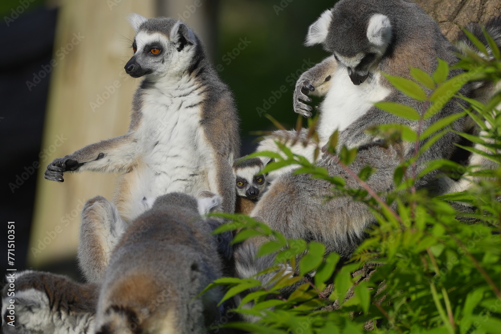 Fototapeta premium lemurs resting in green leaves