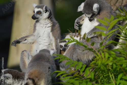 lemurs resting in green leaves