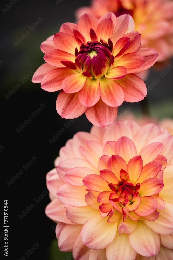 Captivating array of Dahlia pinnata flowers in full bloom in a lush and vibrant garden