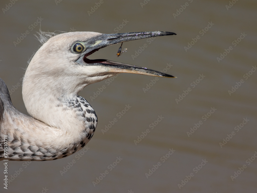 Φωτογραφία A white necked heron, a predatory water bird, close up and in the process of swallowing and eating an insect at a waterhole in Currawinya National Park in Queensland, Australia
