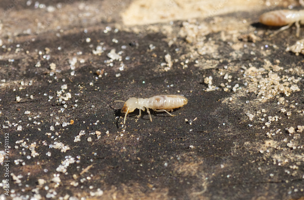 eastern subterranean termite - Reticulitermes flavipes - the most common termite found in North America and are the most economically important wood destroying insects in the United States. side view eastern subterranean termite - Reticulitermes flavipes - the most common termite found in North America and are the most economically important wood destroying insects in the United States. side view