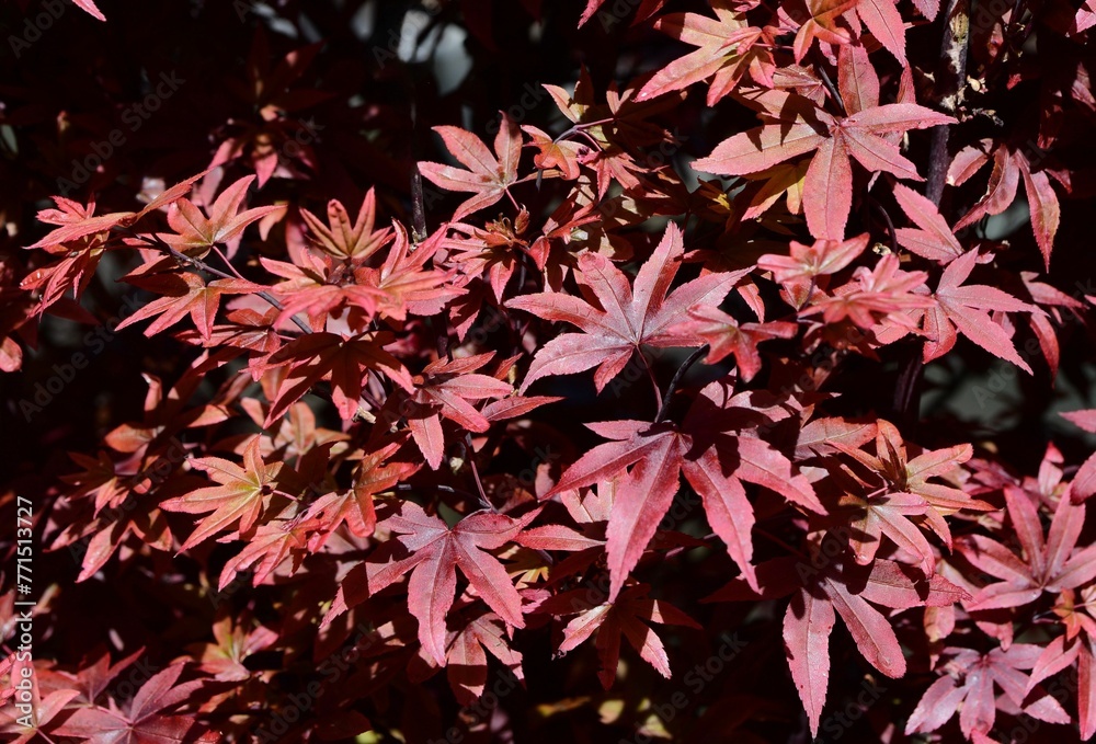Closeup of Acer palmatum 'Twomby's Red Sentinel' in a garden Closeup of Acer palmatum 'Twomby's Red Sentinel' in a garden