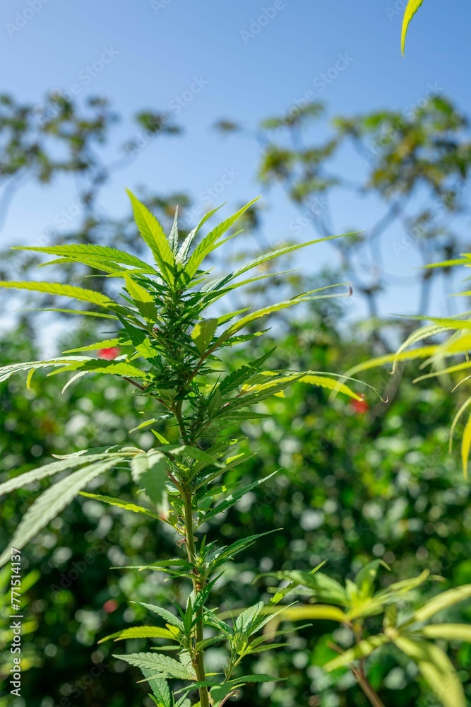 Closeup shot of a vibrant green cannabis sativa plant growing in an outdoor field Closeup shot of a vibrant green cannabis sativa plant growing in an outdoor field