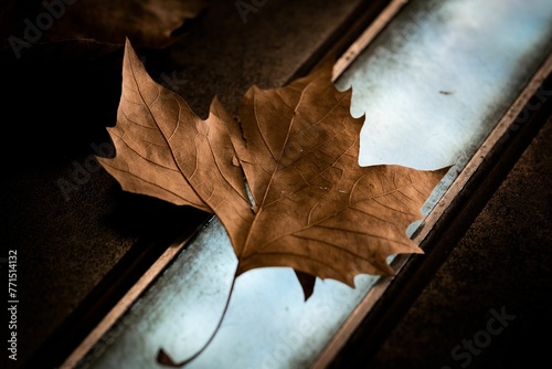 Single, dead leaf lying on a light-colored wooden floor