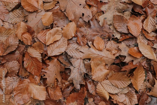 Fototapeta Naklejka Na Ścianę i Meble -  Closeup of a stack of dry, brown leaves on the ground in autumn