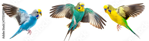 Collection of Budgerigar Birds isolated on transparent background