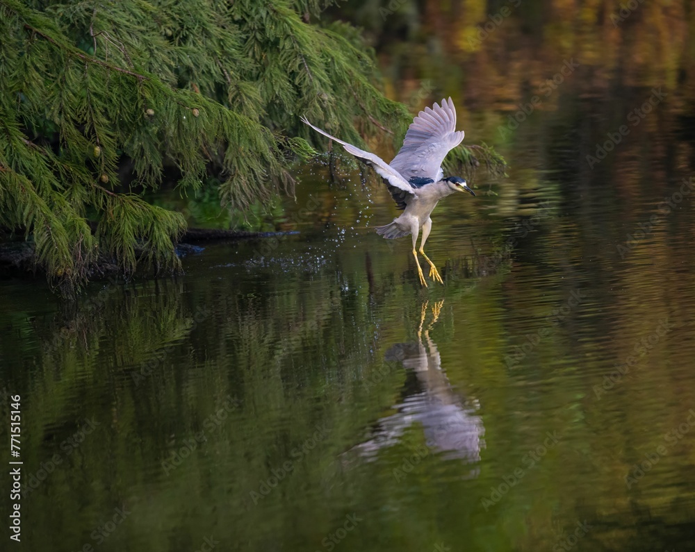 Ταπετσαρία Closeup of a Black-crowned night heron in a lush green with a blurry background