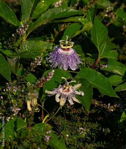 Closeup of a Purple passionflower in a lush green on a sunny day photo