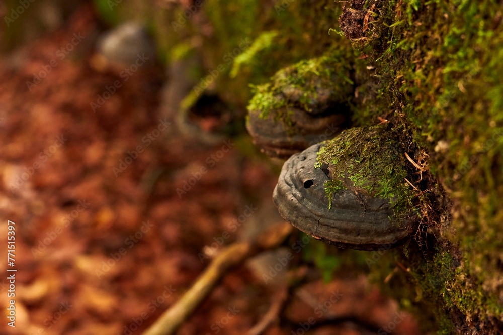 Cluster of mushrooms growing on a tree trunk in a lush forest setting Cluster of mushrooms growing on a tree trunk in a lush forest setting