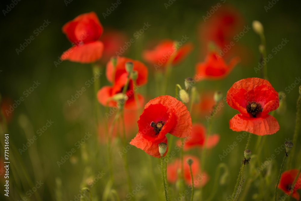 Close up of vibrant red poppies growing