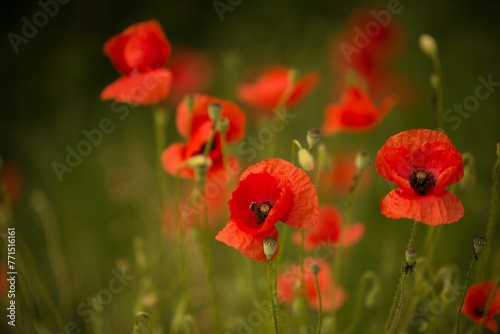 Close up of vibrant red poppies growing