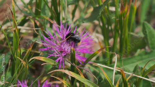 Closeup of Bee collects nectar and pollen on a purple knapweed flower photo