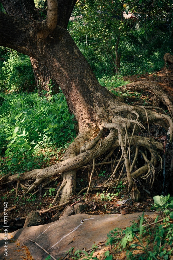Vertical shot of a large tree with overgrown roots in a forest Vertical shot of a large tree with overgrown roots in a forest