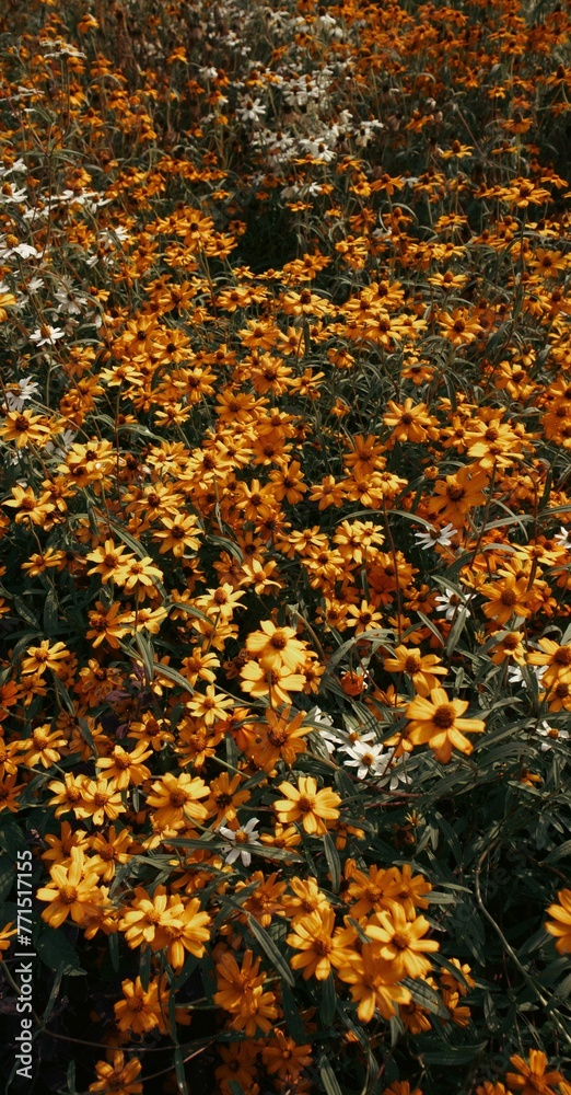 Beautiful shot of blooming orange and white coneflowers and wildflowers in a garden Beautiful shot of blooming orange and white coneflowers and wildflowers in a garden
