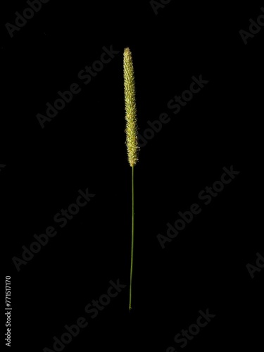 Close-up shot of an American basketflower against a dark background photo