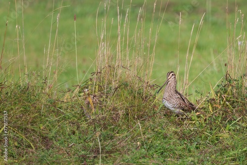 Closeup of a Snipe camouflage Musselburgh, Scotland photo