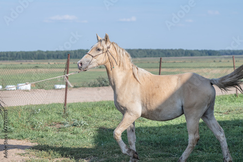 Beautiful thoroughbred horses stand on a farm in summer.