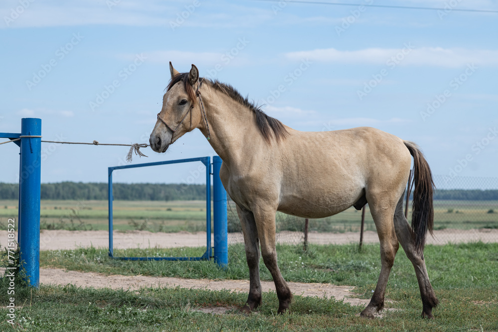 Beautiful thoroughbred horses stand on a farm in summer.