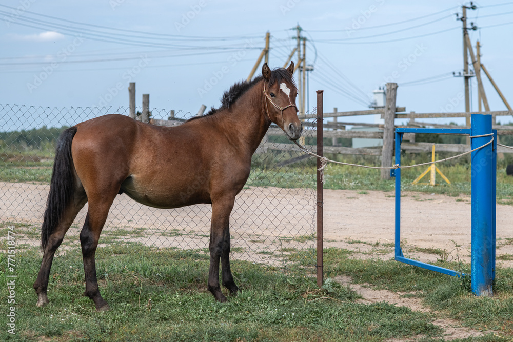 Fototapeta premium Beautiful thoroughbred horses stand on a farm in summer.
