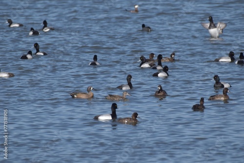 A potpourri of waterfowl 