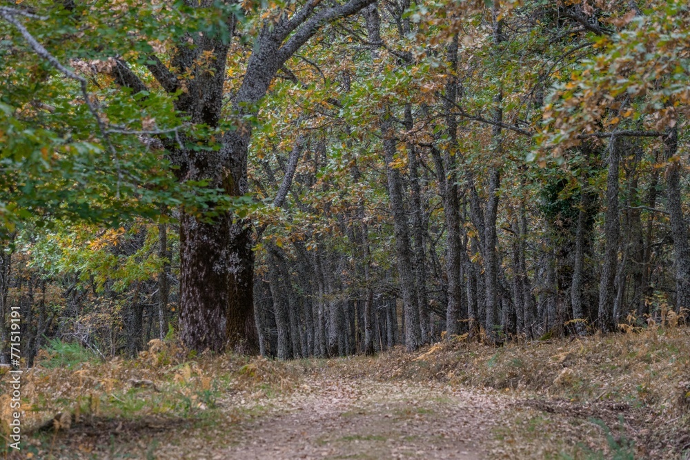 Fototapeta premium Autumn of colors in the beautiful park of Somosierra in October. Madrid.