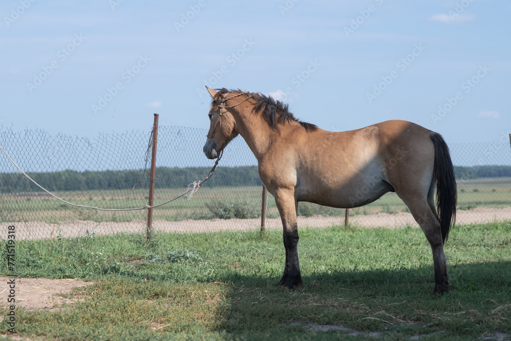 Obraz premium Beautiful thoroughbred horses stand on a farm in summer.