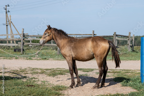 Beautiful thoroughbred horses stand on a farm in summer.