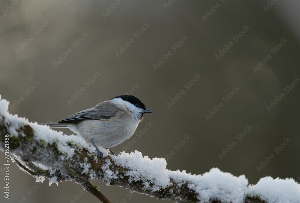 a Willow tit bird sitting on top of a snow covered branch of a tree a Willow tit bird sitting on top of a snow covered branch of a tree