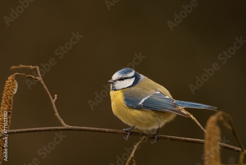 Selective focus shot of a Eurasian blue tit bird perched on a thin twig photo