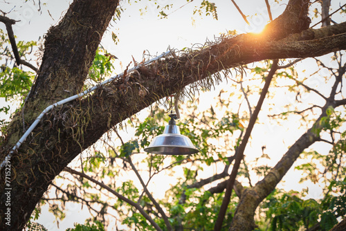A lantern hangs on a tree and the sun shines through it.