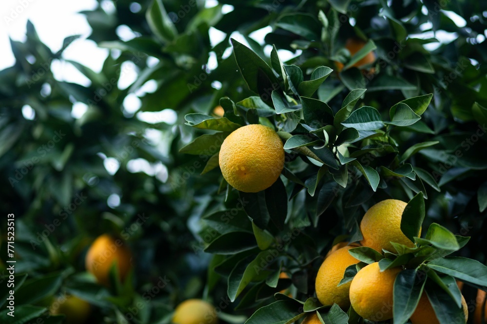 Close-up of a lush citrus tree with vibrant, ripening oranges growing on its branches