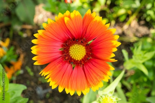 Vibrant Gaillardia flower blooming in a lush garden setting  with bright green foliage