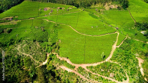 Aerial view of greenery field surrounded by dense trees