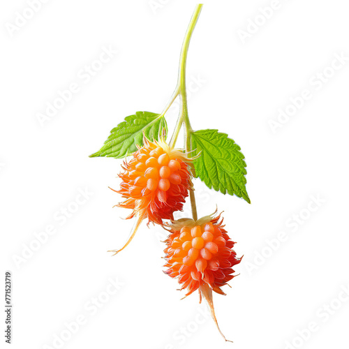 Salmonberry A vibrant array of fresh salmonberries, isolated on transparent background