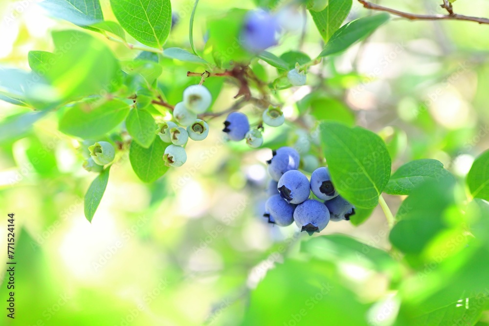 a group of small blueberries hanging from a tree branch a group of small blueberries hanging from a tree branch