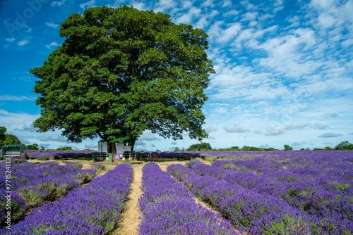 the lavender fields and a tree