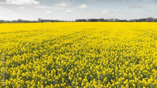 Vibrant, picturesque landscape view of a beautiful canola field in Sweden