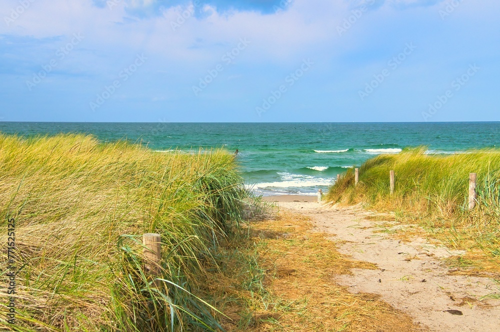 Scenic pathway leading to a beach in the warm summer sunlight