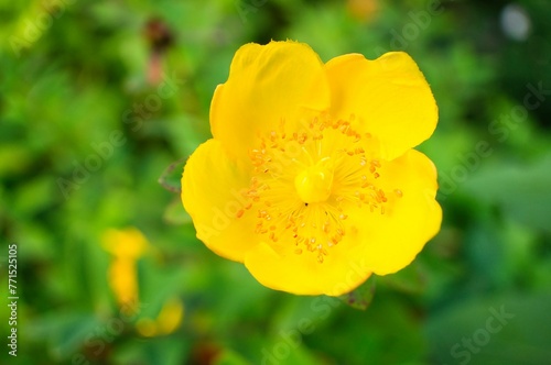 Shot of a Bulbous Buttercup  Ranunculus bulbosus  flower in full bloom  featuring its bright petals